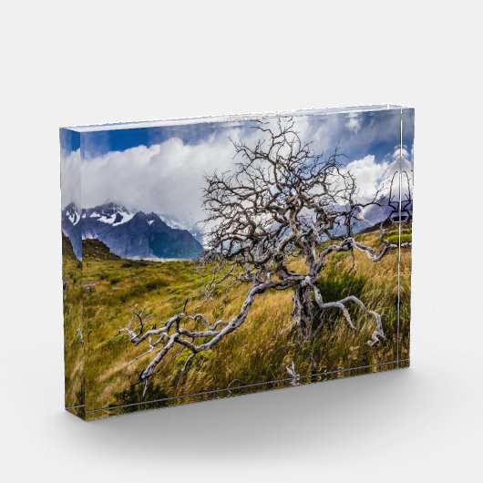 チリ、Torres del Paine、Burnt tree フォトブロック (左)