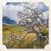 チリ、Torres del Paine、Burnt tree ペーパーコースター (正面)