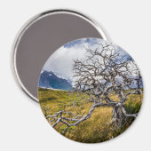 チリ、Torres del Paine、Burnt tree マグネット (正面/裏面)