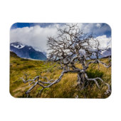 チリ、Torres del Paine、Burnt tree マグネット (横)