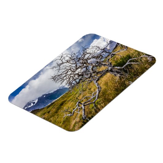 チリ、Torres del Paine、Burnt tree マグネット (左側)