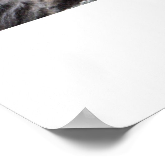 「チロ猫」 ポスター (角)