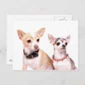 チワハスのペア ポストカード (正面/裏面)