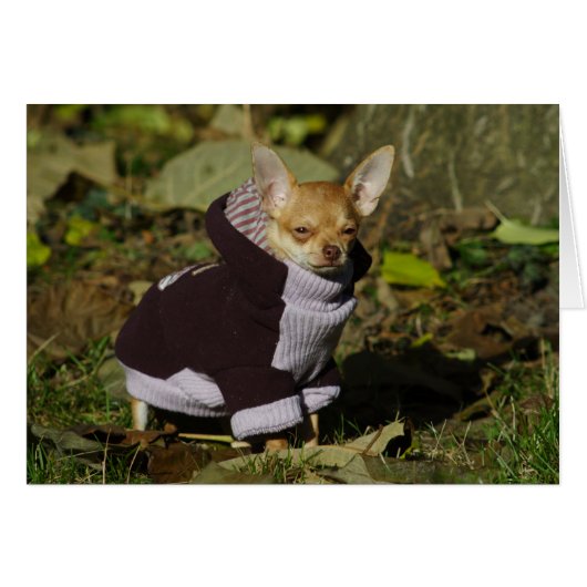 チワファンシーワ (正面横)