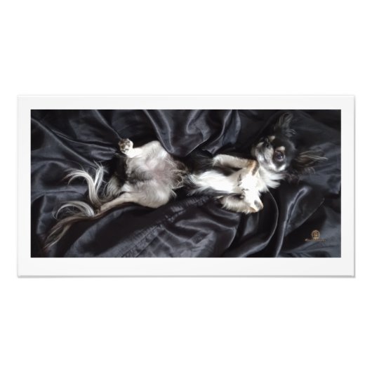 チワフアオンブラックシルク フォトプリント            (正面)