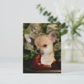 チワフアパピーズ ポストカード (スタンド正面)