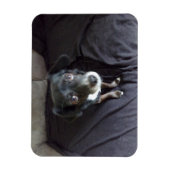 チワフアホアチワラチックマグネット マグネット (縦)