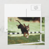 チワホアジャンピングハードル ポストカード (正面/裏面)