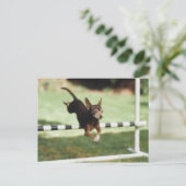 チワホアジャンピングハードル ポストカード (スタンド正面)