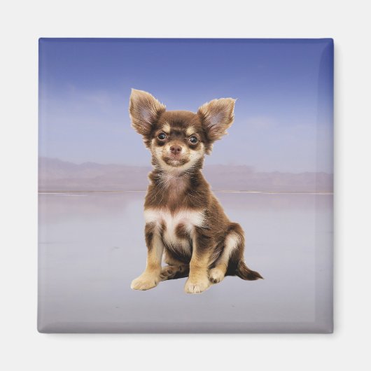 チワホアドッグサイティングビーチ マグネット (正面)