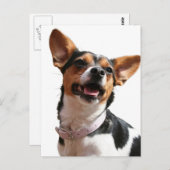 チワホアドッグ葉書 ポストカード (正面/裏面)