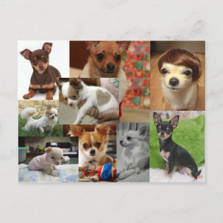 チワホアハガキ ポストカード