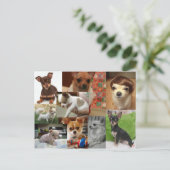 チワホアハガキ ポストカード (スタンド正面)