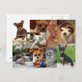 チワホアハガキ ポストカード (正面/裏面)