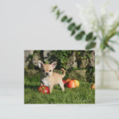 チワホアパピーとリンゴ ポストカード (スタンド正面)