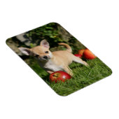 チワホアパピーとリンゴ マグネット (右側)