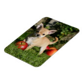 チワホアパピーとリンゴ マグネット (左側)