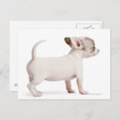 チワホアパピーのサイドビュー（10週前） ポストカード (正面/裏面)