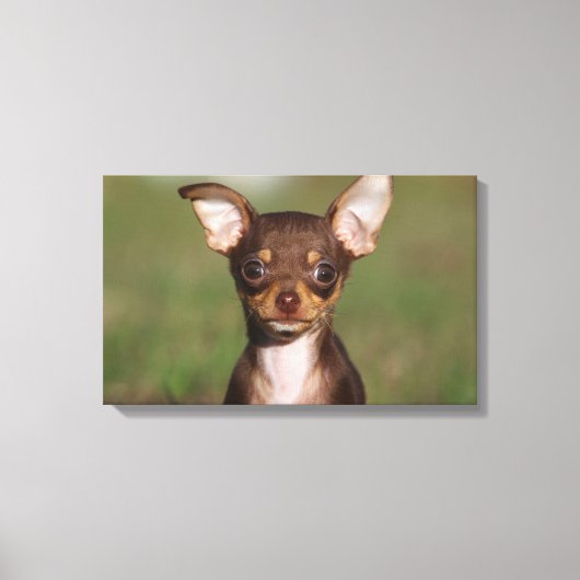 チワホアパピーカメラを見て キャンバスプリント (正面)