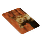 チワホアパピーヘッドショット マグネット (右側)