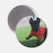 チワホアパピーマグネット マグネット (正面/裏面)