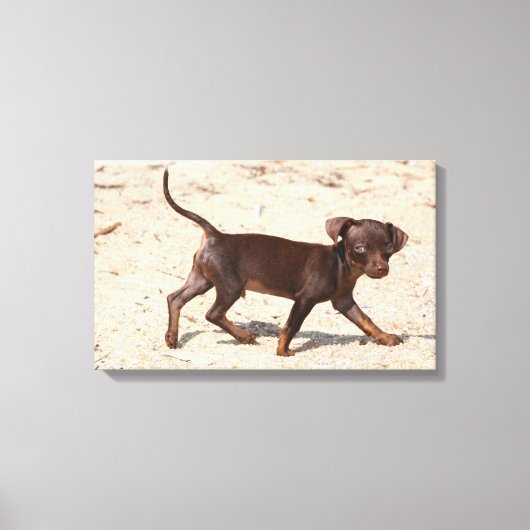 チワホアパピー歩く キャンバスプリント (正面)