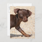 チワホアパピー歩く ポストカード (正面/裏面)