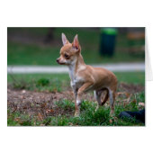 チワホアパピー (正面横)