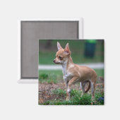 チワホアパピー マグネット (正面/裏面)