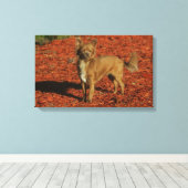 チワホアビューアアットカメラ キャンバスプリント (インサイチュ (ウッドフロア))