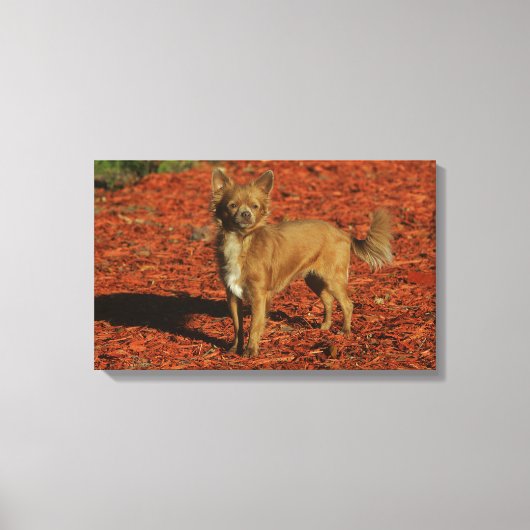 チワホアビューアアットカメラ キャンバスプリント (正面)