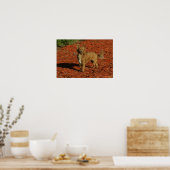 チワホアビューアアットカメラ ポスター (キッチン)