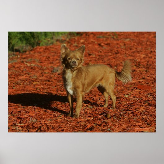 チワホアビューアアットカメラ ポスター (正面)