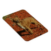 チワホアビューアアットカメラ マグネット (右側)