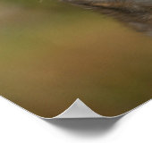 チワホアヘッドショット ポスター (角)