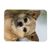 チワホアヘッドショット マグネット (横)