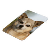 チワホアヘッドショット マグネット (左側)