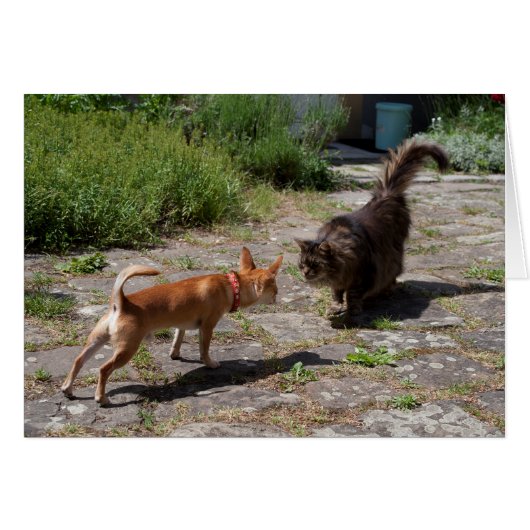 チワホアミーツキャット (正面横)