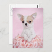 チワワとピンクとバラ ポストカード (正面/裏面)