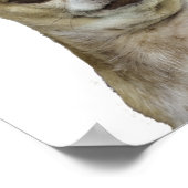 チワワと姿勢 ポスター (角)