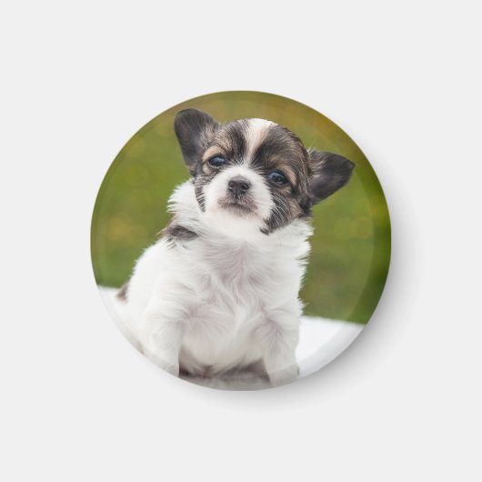 チワワの仔犬の写真 マグネット (正面)