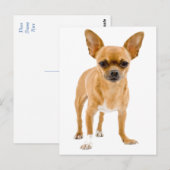 チワワの仔犬 ポストカード (正面/裏面)