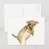 チワワの子犬のポストカード ポストカード (正面/裏面)