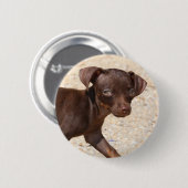 チワワの子犬の歩く 缶バッジ (正面&裏面)