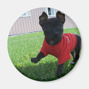 チワワの子犬の磁石 マグネット
