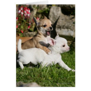 チワワの子犬の遊ぶこと
