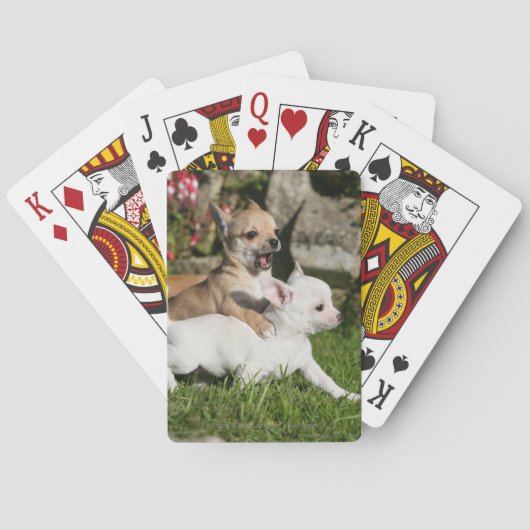 チワワの子犬の遊ぶこと トランプ (裏面)