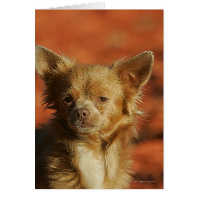 チワワの子犬のHeadshot (正面)