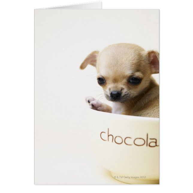 チワワの子犬をボウルに入れ（クロップ） (正面)