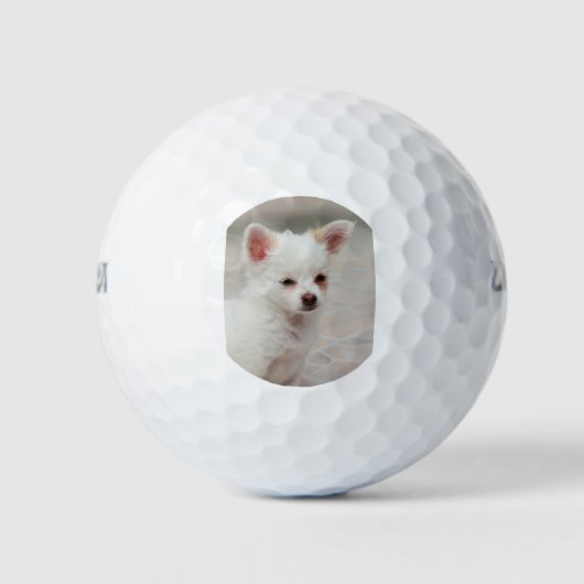 チワワの子犬を庭に ゴルフボール (正面)